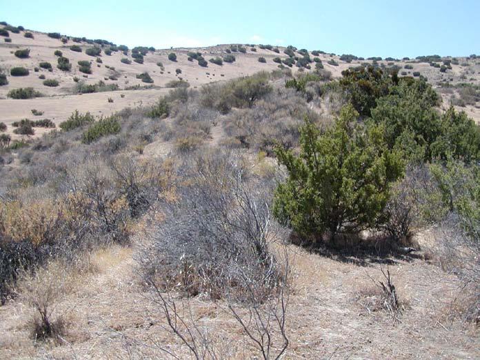 30. Juniperus californica-ericameria