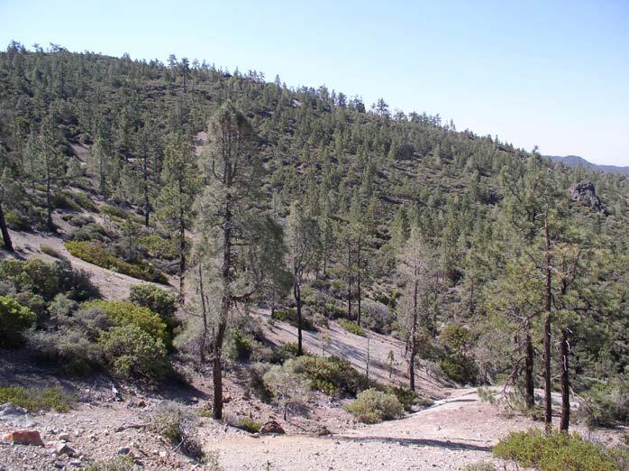4. Pinus coulteri-pinus