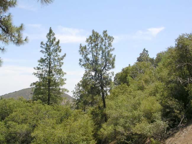 7. Pinus coulteri-quercus