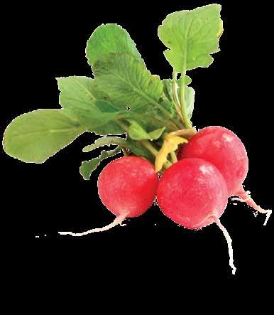 Radishes were so highly valued in Greece that replicas were made of gold. The radish arrived in England by the mid 1500s and was grown in the U.S. by 1629. Radishes are members of the mustard family.