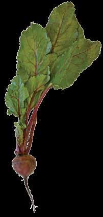 Beet & Swiss Chard Beets are most often round with a 1- to 2-½ inch diameter and a deep burgundy color. The leaves are green to burgundy colored.