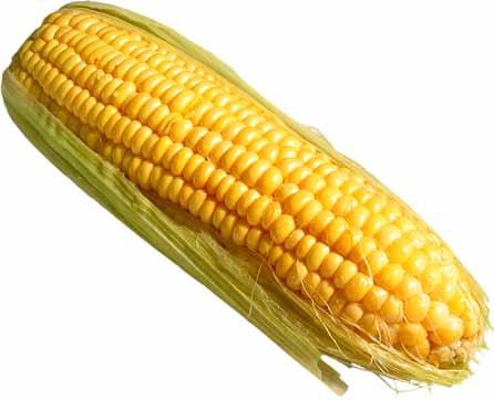 Corn should be stored in a cool area, as warm temperatures will cause the sugar content of corn to be converted into starch. This process will make the ears less sweet.