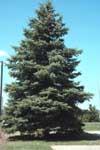 COLORADO SPRUCE (Picea Pungens Blue Spruce ) Needles are 3/4 to 1 1/4 inches, color variable from dull green, blue-green, to silvery-blue.