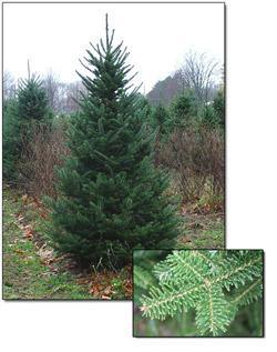 Growth rate is rapid, (fastest of spruces) maturity is 200 plus years, height 80 to 100 plus feet, crown spread can reach 20 to 35 feet.. Tolerant of shade. Prefers medium to fine textured soils.