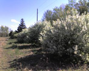 Does best in moist well-drained soils. Windbreaks, wildlife. MIDWEST CRAB (Malus baccata var.