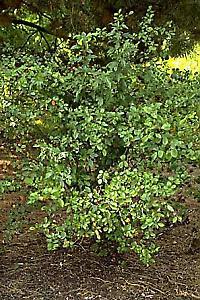 SHRUBS CHOKEBERRY (Aronia melanocarpa) Open, upright, spreading, rounded but leggy, deciduous shrub.