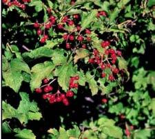 Lustrous, dark green foliage turns an attractive purplish red in the fall. Rate is slow; height can reach 3 to 6 feet. Crown spread equals height. Full sun through partial sun.