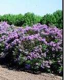 Does best in full sun, but will grow in partial shade; fewer fruits and flowers will be produced in the shade. Requires well-drained soil. Not recommended for shelterbelts.
