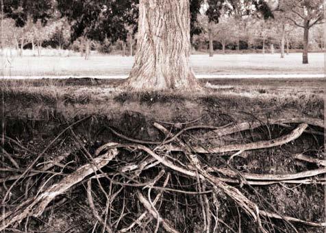Roots also keep the soil in place when it rains. Without the roots of trees and plants, soil washes away. Trees are stuck in the soil because their roots reach deep into the ground.