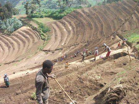 Coffee s low erosivity eliminates the need for high-cost bench terrace construction and maintenance in steep slopes Cost per hectare to construct bench terraces: 2500-3000 US$* Annual maintenance