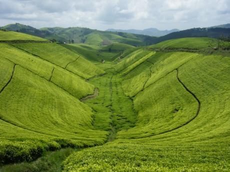 Tea plantation in Rwanda on slopes