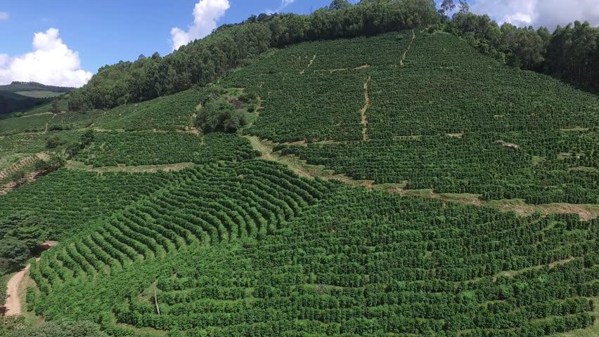 Coffee plantation in Brazil on