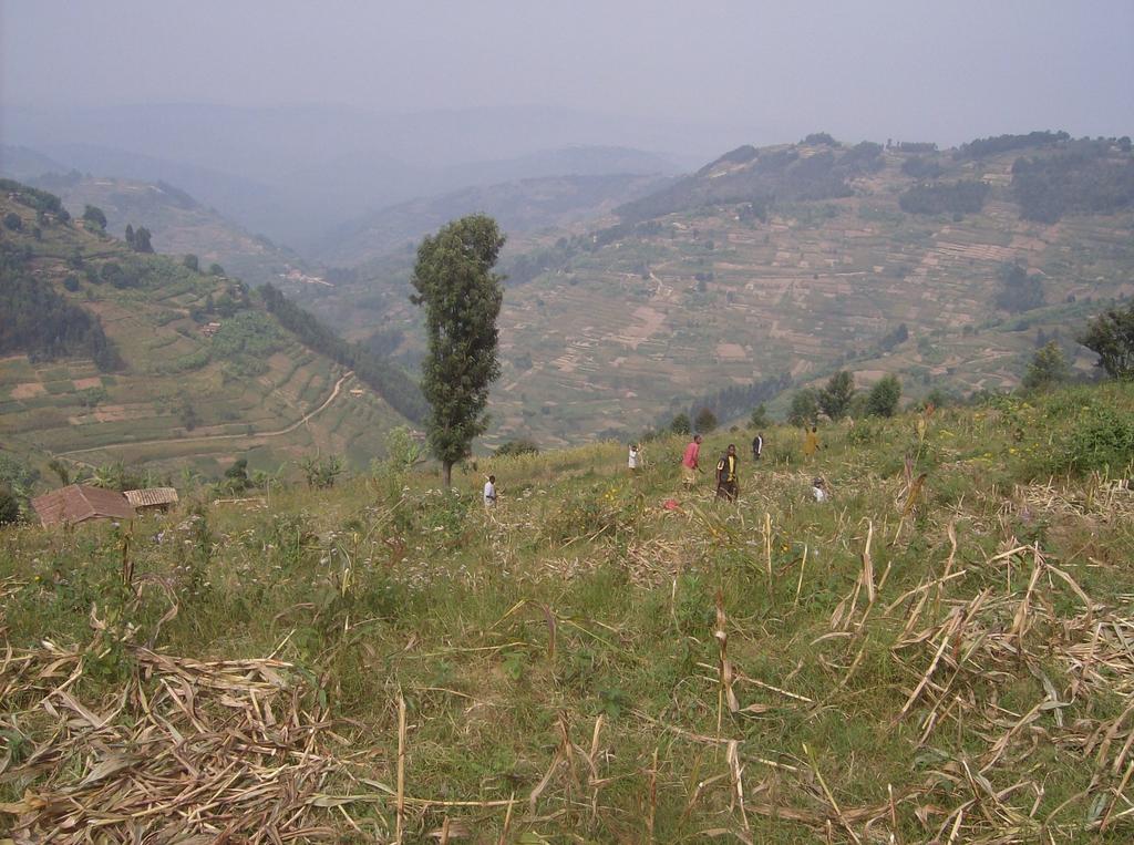 Typical steep hillsides in Rwanda that need either terraces or coffee (or tea or fruit trees) to be sustainable in the long term.