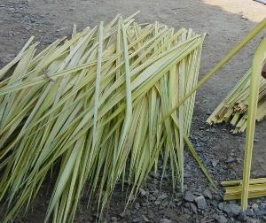 leaves for thatching or roofing