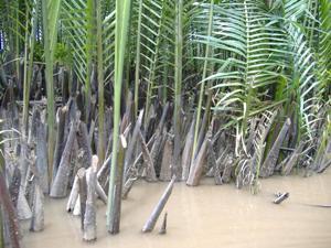 Other uses of Nypa palms: (Nypa palms in Tra Vinh, Rufford project, 2005) Nypa ecosystem plays very important roles in protecting coastal regions, preventing coastal line from storms, floods and also