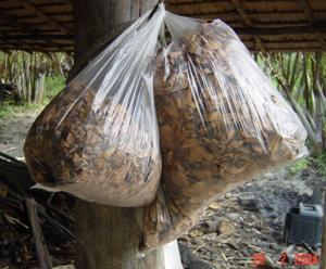 EXTRACTING NYPA PALM S SAP Nypa palms in a good condition of