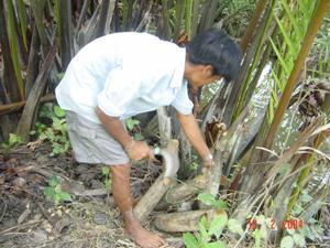 Step 2: Contain nypa sap In Thailand, nypa farmers usually put 1-2 pieces of sliced mangrove wood (Rhizophora Apiculata) into the bottle or bamboo pile which is