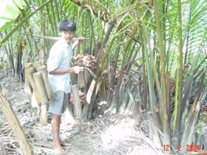 Put 1-2 pieces of sliced mangrove wood into the bottle Cut to separate nypa bunch and the peduncle, hang the bottle on to catch the sap This step is usually by