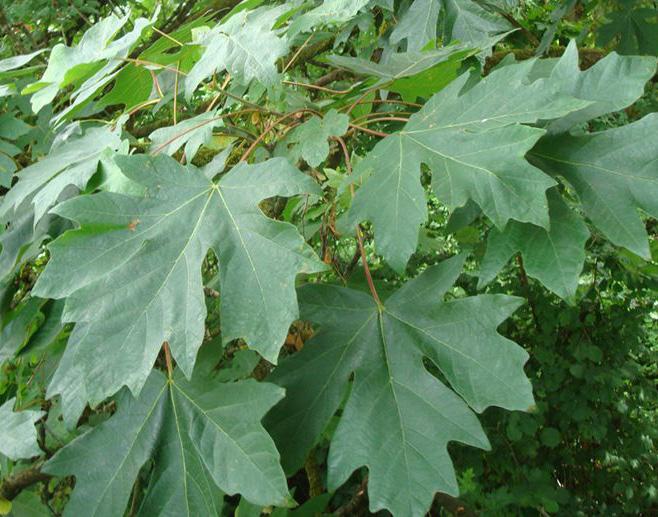 Up to 40 ft Dry-Moist Part Shade-Sun Picture 2 Black Cottonwood Populus trichocarpa 5 for $8 White