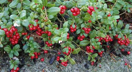 7 óï Lingonberry Vaccinium vitis-idaea 3 for $8 Red, sour berries. Edible berries but best sweetened before consumed. Up to 1.