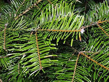 Up to 110 ft Dry-Moist Part Shade-Sun Picture 3 Noble Fir Abies procera 5 for $8 Blue-green needles.
