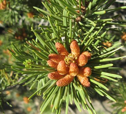 Up to 90 ft Dry-Moist Part Shade-Sun Picture 4 Shore Pine Pinus contorta var contorta 5 for $8 Reddish brown bark.