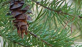 25-50 ft Dry-Wet Shade-Sun Picture 5 Sitka Spruce Picea sitchensis 5 for $8 Sharp needles.