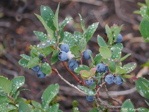 Dusty-blue berries.