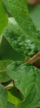 Deciduous Shrubs óï Blackcap Raspberry Rubus leucodermis 5 for $8 Prickly stemmed
