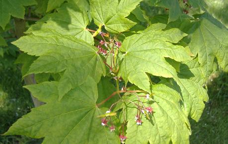 Excellent for restoration and hedges. 6-15 ft Moist-Wet Part Shade-Sun Picture 5 9 Red Flowering Currant Ribes sanguineum 5 for $8 Small, red flowers. Produces berries.