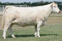High-Selling Open Heifer at Southern Cattle Dispersal and Bull at