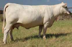 $20,000 for ½ interest Owned with Satterfield Charolais WELLS-JBJ