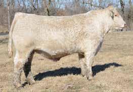 Full brother to Wright Charolais Reserve National Champion, WC CCC
