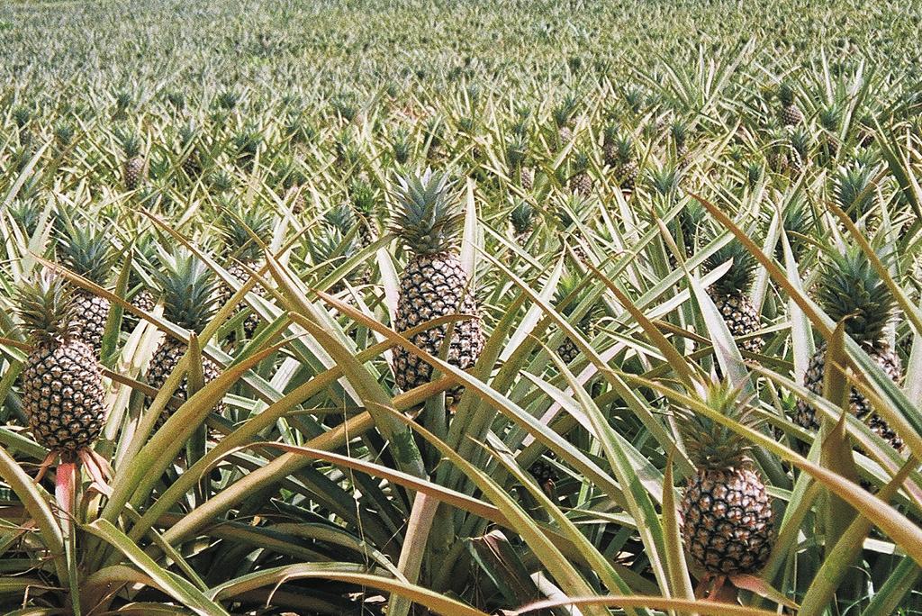 Introduction Welcome to the start of your career in pineapple production as a business.
