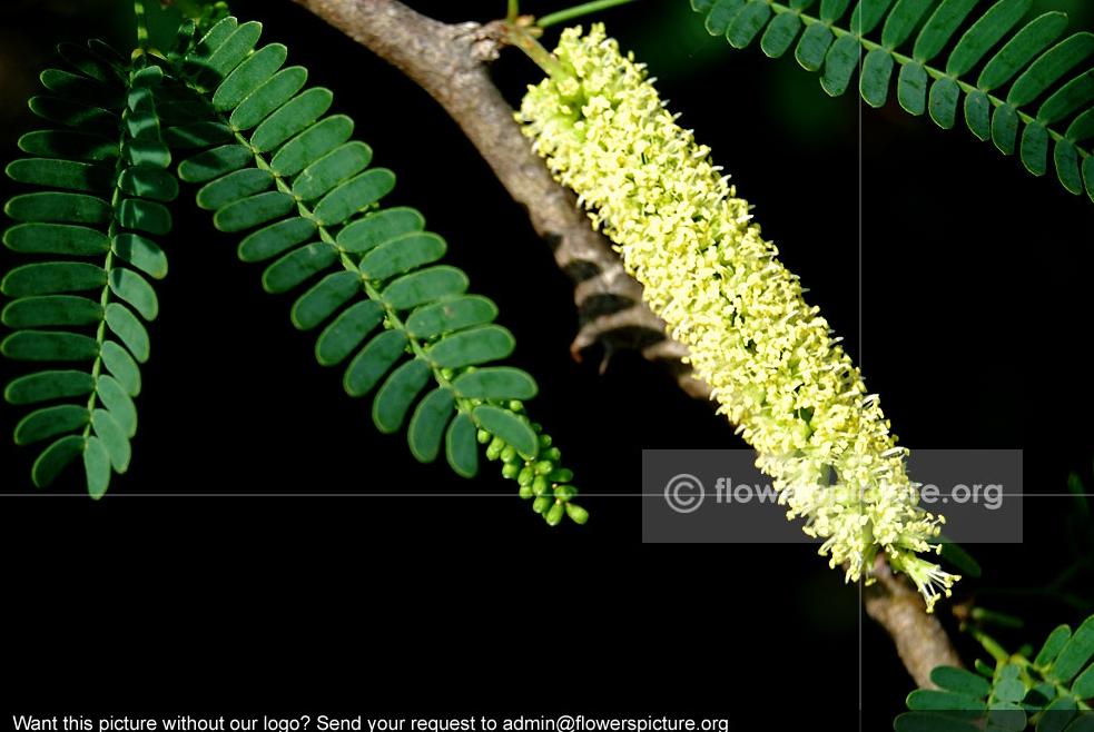 Algaroba Common Name: Algaroba, mesquite Botanical name: Prosopis humilis Family: Fabaceae Order: Fabales Origin / Native: Argentina,