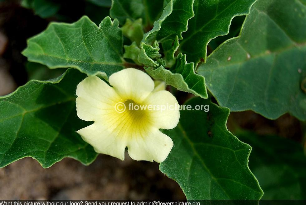Bara gokhru Common Name: Large Caltrops Botanical name: Pedalium murex Family: Pedaliacae Order: Lamiales Origin / Native: India, Africa, Sri Lanka