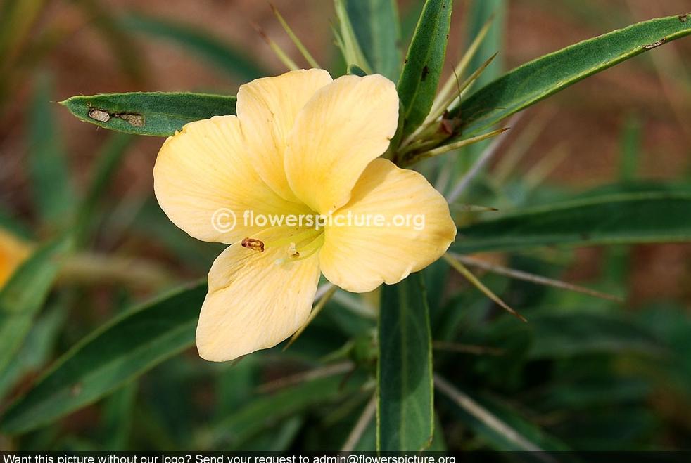 Barleria prionitis Common Name: Porcupine ﬂower, Barleria Botanical name: Barleria prionitis Family: Acanthaceae Order: Lamiales Origin / Native: India, Sri Lanka Hindi: Vajradanti