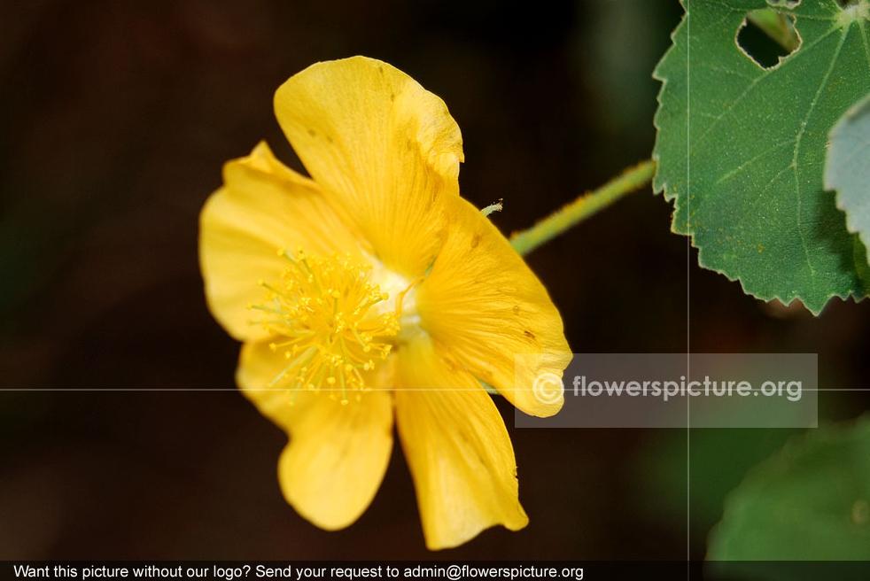 Abutilon indicum Common Name: Indian Mallow, Indian abutilon Botanical name: Abutilon indicum Family: Malvaceae Order: