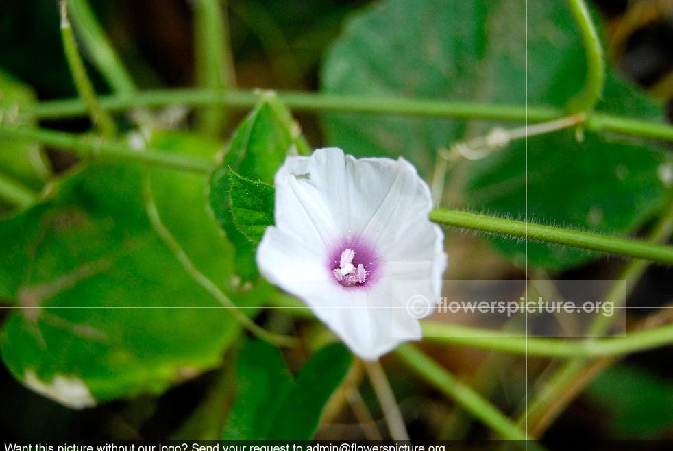 Bindweed Common Name: Bindweed, Morning glory Botanical name: Convolvulus arvensis Family: Convolvulaceae Order: Solanales Origin / Native: Asia, Europe Found In: Forest borders,