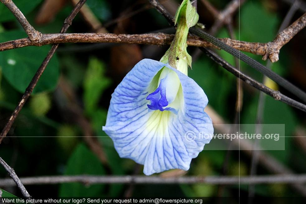 Butterﬂy pea Common Name: Butterﬂy pea, Clitoria ternatea vine Botanical name: Clitoria ternatea Family: Fabaceae Order: Fabales Origin / Native: Asia Flowers: Small, pea shaped, blue white shade