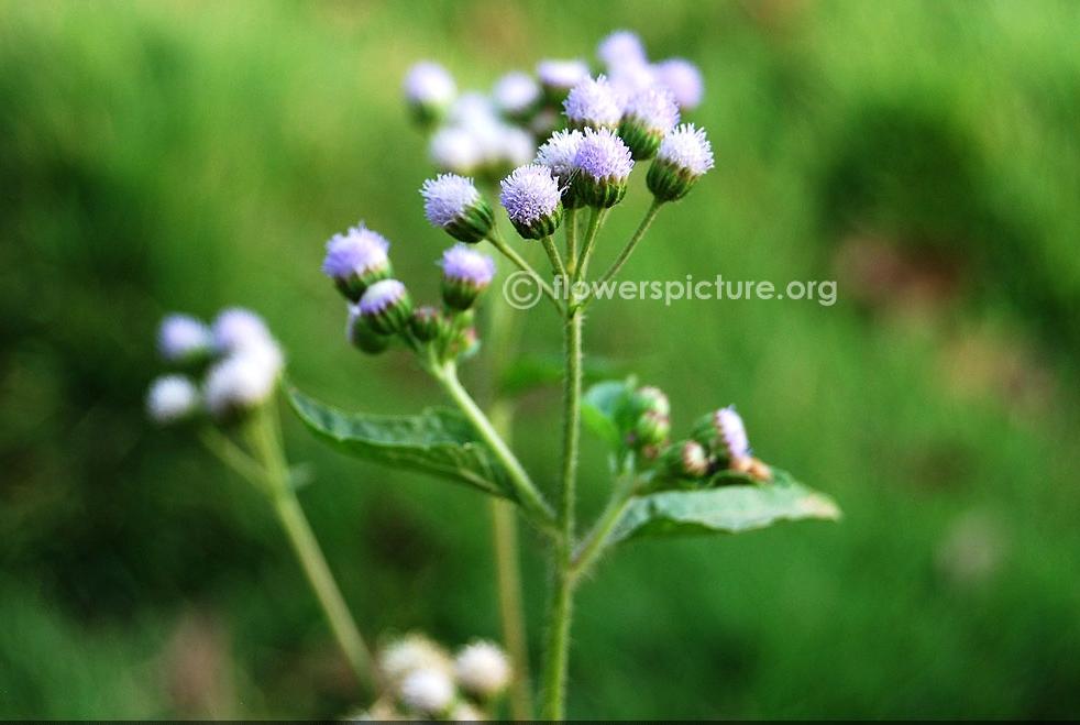 Ageratum conyzoides Common Name: Chick weed, Goatweed Botanical name: Ageratum conyzoides Family: Asteraceae Order: Asterales Origin / Native: