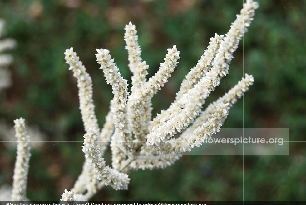 Aerva javanica Common Name: Kapok Bush, desert cotton Botanical name: Aerva javanica Family: Amaranthaceae