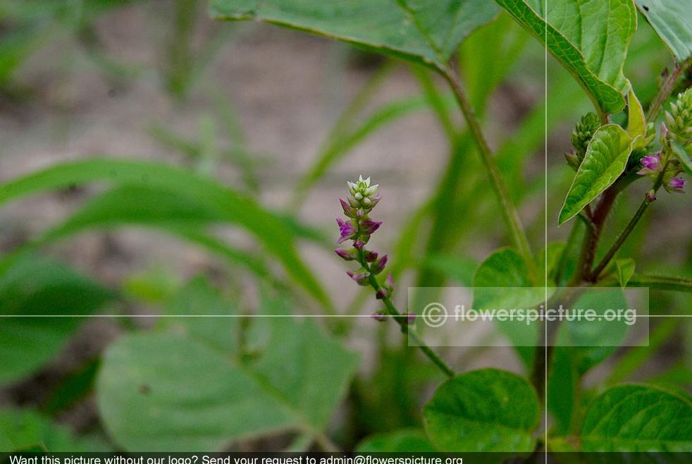 Digera muricata Common Name: False Amaranth, Achyranthes muricata Botanical name: Digera muricata Family: Amaranthaceae Order: Caryophyllales Origin / Native: