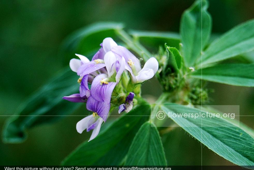 Alfalfa Common Name: Alfalfa, lucerne, buffal herb Botanical name: Medicago sativa Family: Fabaceae Order: Fabales Origin / Native: