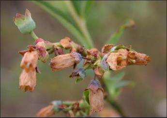 Botrytis Blossom Blight and Fruit Rot Caused by a fungus Symptoms Twigs are initially brown/black but become tan/gray Abundant gray