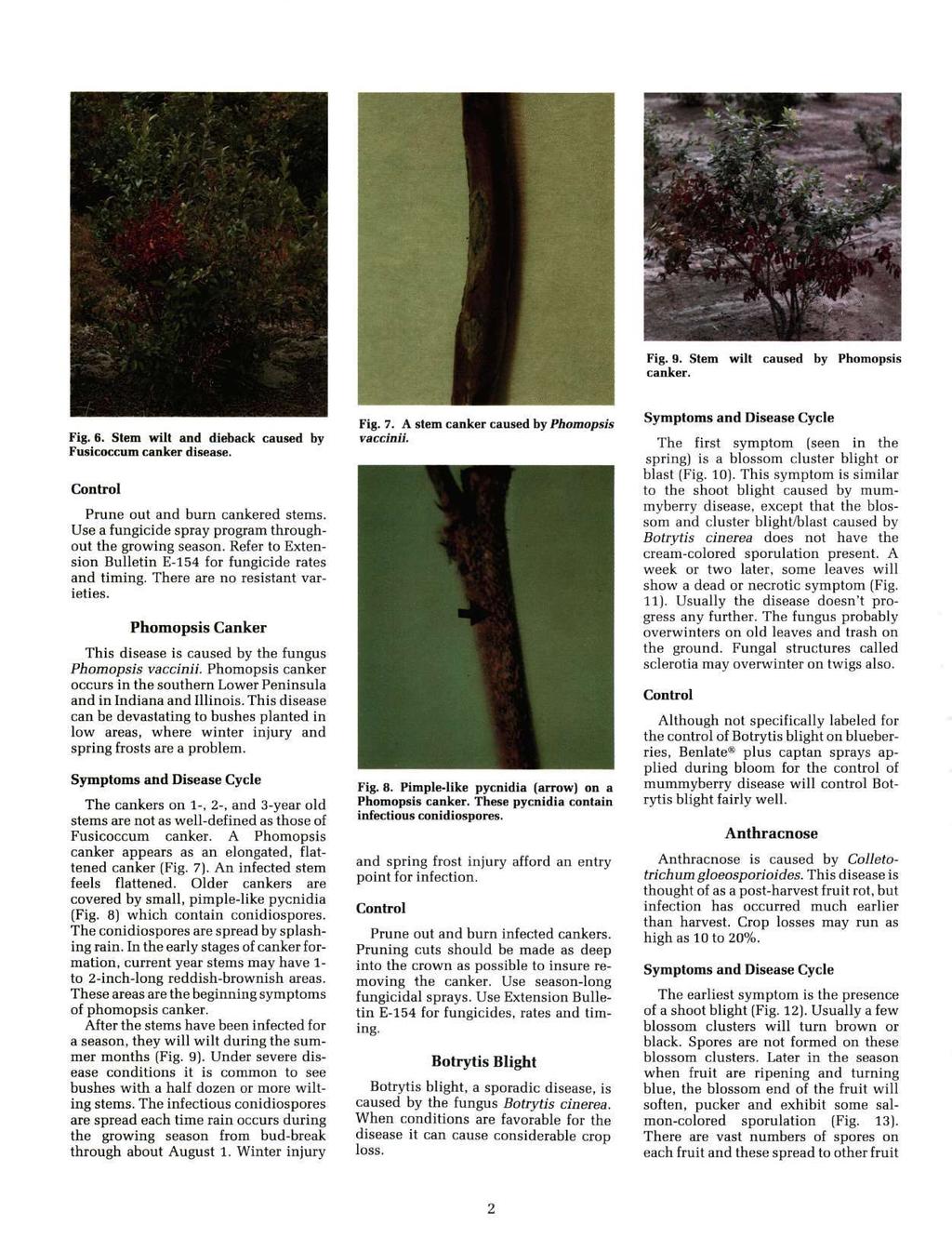 Fig. 9. Stem wilt caused by Phomopsis canker. Fig. 6. Stem wilt and dieback caused by Fusicoccum canker disease. Prune out and burn cankered stems.