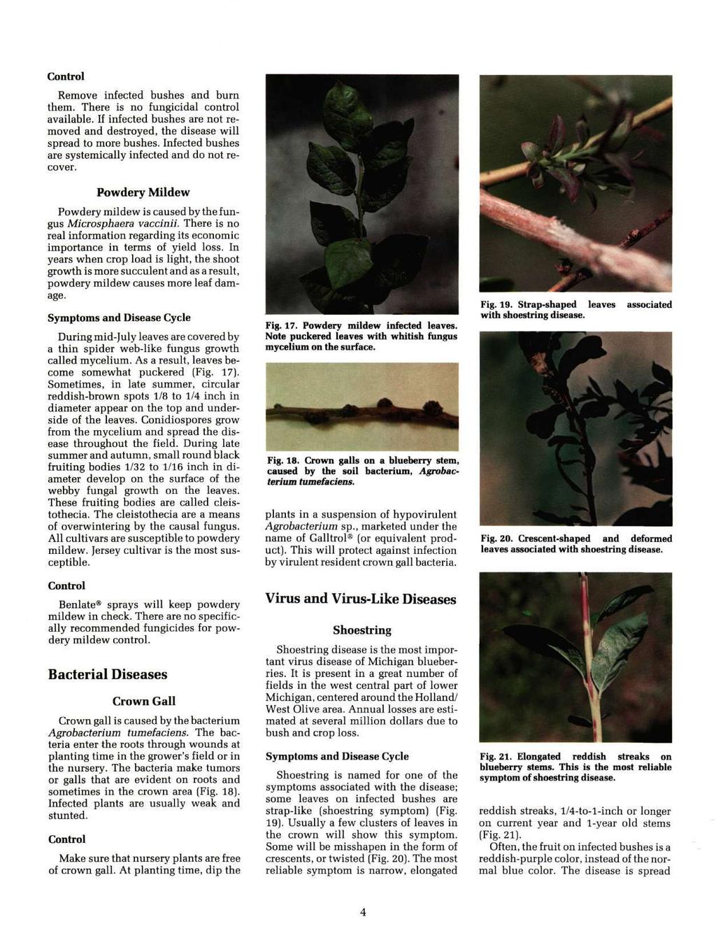 Remove infected bushes and burn them. There is no fungicidal control available. If infected bushes are not removed and destroyed, the disease will spread to more bushes.