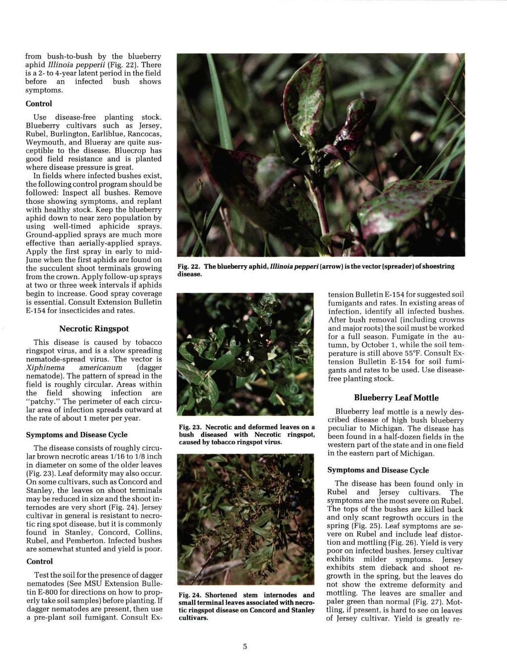 from bush-to-bush by the blueberry aphid Illinoia pepperii (Fig. 22). There is a 2- to 4-year latent period in the field before an infected bush shows symptoms. Use disease-free planting stock.