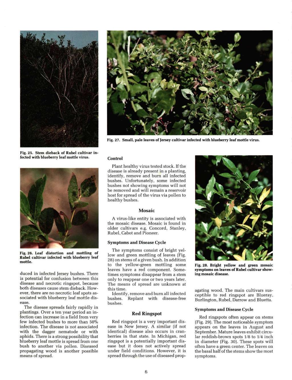 Fig. 27. Small, pale leaves of Jersey cultivar infected with blueberry leaf mottle virus. Fig. 25. Stem dieback of Rubel cultivar infected with blueberry leaf mottle virus.