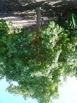 LOCAL NAMES English (white zapote,white sapote,mexican sapote,mexican apple,casimiroa); Spanish (zapote blanco,matasano,chapote) BOTANIC DESCRIPTION Casimiroa edulis is an evergreen tree to 18 m